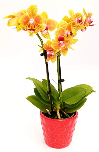 30 migliori Orchidee Piante Vere da acquistare secondo gli esperti